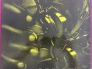 GIGI GRYCE ' SELF TITLE ' SIGNAL S1201. MONO. 1ST AND SUPERB PRESSING