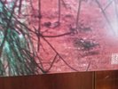 ZIOR # ZIOR / on NEPENTHA  1ST PRESS #  ROCK / PSYCH  LP - 6437005 - pre- owned