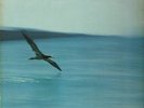 Chick Corea Return To Forever ECM Records Vinyl LP