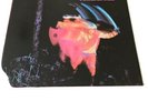 Black Sabbath “Paranoid” Nems  Label  U.K. Gatefold  Pro Clean Ex Vinyl