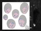 SAM FENDER - Seventeen Going Under Vinyl LP + DAVID SHRIGLEY Sleeve. New.