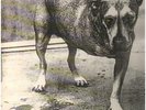 Alice In Chains ORIGINAL 1ST DUTCH NEAR MINT Columbia 2xVinyl LP
