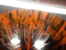 DISENTOMB the Decaying Light NEW-SEALED 2x Color Vinyl LP 2019 (Cannibal Corpse)