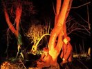Echo & The Bunnymen - Crocodiles REMASTERED vinyl LP NEW/SEALED