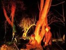 Echo & the Bunnymen - Crocodiles - LP