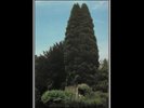 John Foxx-The Garden VINYL NEW