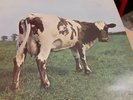 PINK FLOYD LP FACTORY SAMPLE ATOM HEART MOTHER SHVL 781   A4   B4  MATRIX