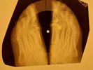 Elvis Presley - Dirty Dirty Feeling X-RAY OF USSR X-RAY BONES RECORD