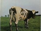 PINK FLOYD / ATOM HEART MOTHER, LP