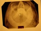 Beatles - I'll Cry Instead X-RAY OF THE USSR X-RAY BONES RECORD