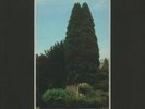 JOHN FOXX - The Garden (40th Anniversary Edition) - Vinyl (LP)