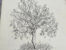Nick Drake Fruit Tree The Complete Recorded Works 1979 NDSP 100