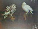 Dungen Haxan Soundtrack Lp