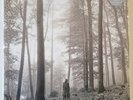Taylor Swift - In The Trees FOLKLORE • Coloured Vinyl Record 2XLP - NEW & SEALED