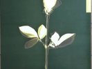 Depeche Mode – Violations