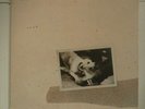 *SEALED* FLEETWOOD MAC TUSK 2XLP VINYL 12