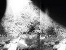 Godspeed You  Black Emperor Asunder, Sweet and Other Distress (Vinyl LP)