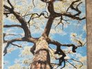 Bobby Bare Jr.- A Storm a Tree and my Mothers Head Vinyl RARE