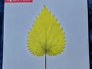 Depeche Mode - Free Love Double 12