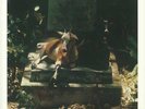 Spirits & Worm - Self Titled LP NEW