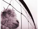 Sony Pearl Jam - VS.