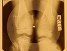 Beatles - Lady Madonna X-RAY OF USSR X-RAY BONES RECORDING