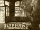 BLACKBALLED - ELEPHANT IN THE ROOM - Vinyl Record.. - F72F