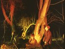 Echo And The Bunnymen ‎– Crocodiles - 180g  Vinyl LP New Sealed