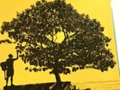 Jack Johnson In Between Dreams LP Vinyl Record 2005 Brushfire Records Gatefold