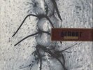 Scheer Infliction vinyl LP album record UK CAD6006 4AD 1996