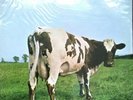 Pink Floyd  Atom Heart Mother  Vinyl Lp 1970 Immaculate