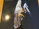 Courteeners LP  FALCON White Vinyl Record Store Day