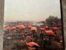 The Get Up Kids - Problems Pink w/Light Blue Starburst Vinyl Limited Edition