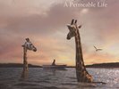 Carrie Newcomer - Permeable Life (Vinyl LP - 2014 - US - Original)