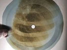 BEATLES A HARD DAYS NIGHT X-Ray USSR Record Roentgen Bones Ribs Music Vinyl
