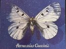 Francesco Guccini ‎– Parnassius Guccinii LP VINILE 1 Stampa Gatefold EMI 33 Giri