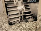 Faith No More Sol Invictus vinyl lp Gatefold unplayed super clean copy