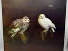 Dungen – Häxan Vinyl LP - STS285LP - Scandinavian Import - VG+/VG+