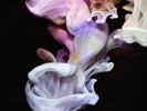 Simian Mobile Disco Murmurations (Vinyl) 12