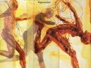 The Divine Comedy-Regeneration Vinyl NEUF