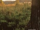 Andrew Bird Noble Beast (Vinyl) (US IMPORT)