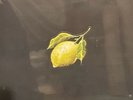 BeyonceHow To Make Lemonade Box Set *SEALED*