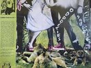 Ariel Pink, Ariel Pink's Haunted Graffiti - Odditties Sodomies Vol. 1 (Vinyl)
