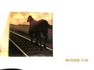 1-LP-BRUCE COCKBURN-NIGHT VISION-TRUE NORTH RECORDS-TN-11-CDN.1973-INSERT