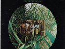 WATTS 103RD STREET RHYTHM BAND in the jungle baby U.S. LP_orig 1969 FUNK