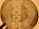 Boptails - Coming Home X-RAY OF USSR X-RAY BONES RECORD
