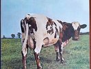 Pink Floyd : Atom Heart Mother : Japanese Pressing 1974 Reissue