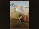 Fruit Bats The Pet Parade Records & LPs New