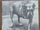 Alice in Chains Self Titled 1995 