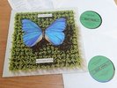 Schmetterlinge ‎ Die Letzte Welt 2 LP : Eigelstein  ES 2018 mit insert